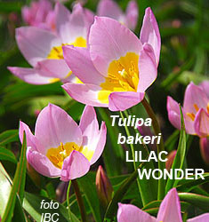 Tulipa - Gruppo 15 (specie) bakeri LILAC WONDER