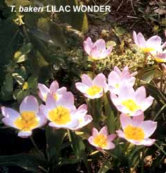 Tulipa - Gruppo 15 (specie) bakeri LILAC WONDER