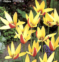 Tulipa - Gruppo 15 (specie) clusiana CYNTHIA