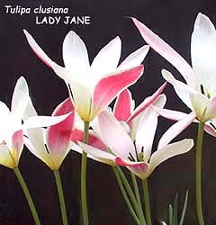 Tulipa - Gruppo 15 (specie) clusiana LADY JANE