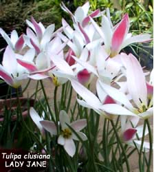 Tulipa - Gruppo 15 (specie) clusiana LADY JANE