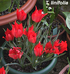 Tulipa - Gruppo 15 (specie) linifolia