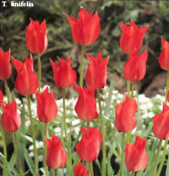 Tulipa - Gruppo 15 (specie) linifolia