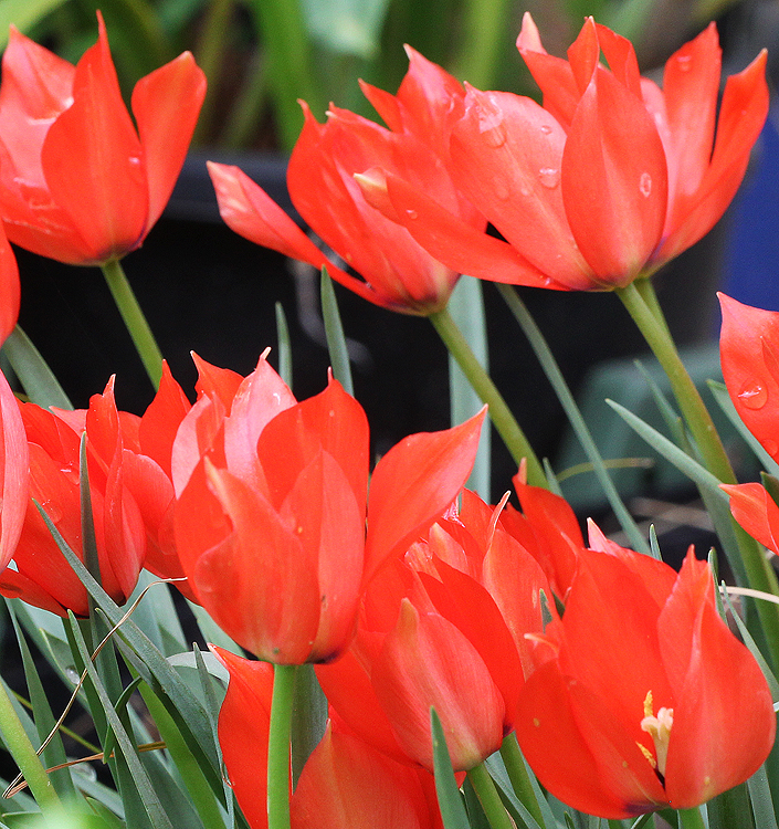 Tulipa - Gruppo 15 (specie) linifolia