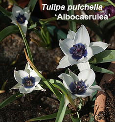 Tulipa - Gruppo 15 (specie) pulchella 'Albocaerulea'