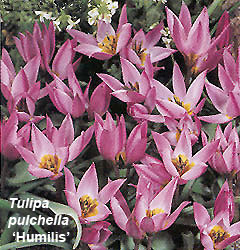 Tulipa - Gruppo 15 (specie) pulchella humilis