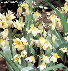 Tulipa - Gruppo 15 (specie) turkestanica