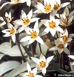 Tulipa - Gruppo 15 (specie) turkestanica