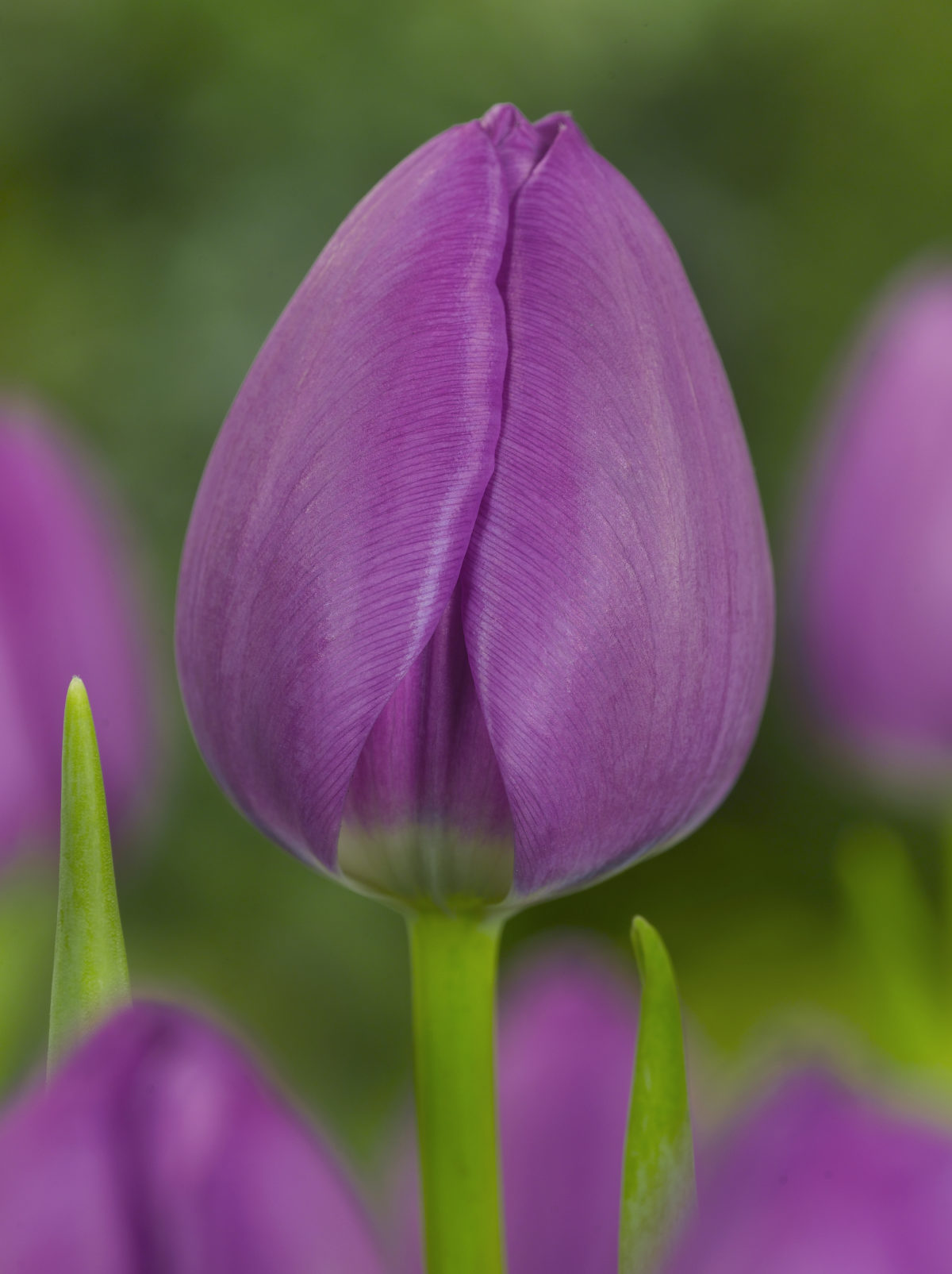 Tulipa - Gruppo 03 (trionfo) NEGRITA