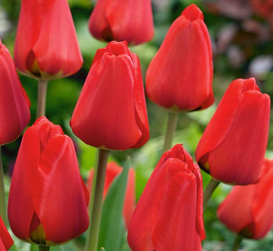 Tulipa - Gruppo 04 (Darwin) APELDOORN