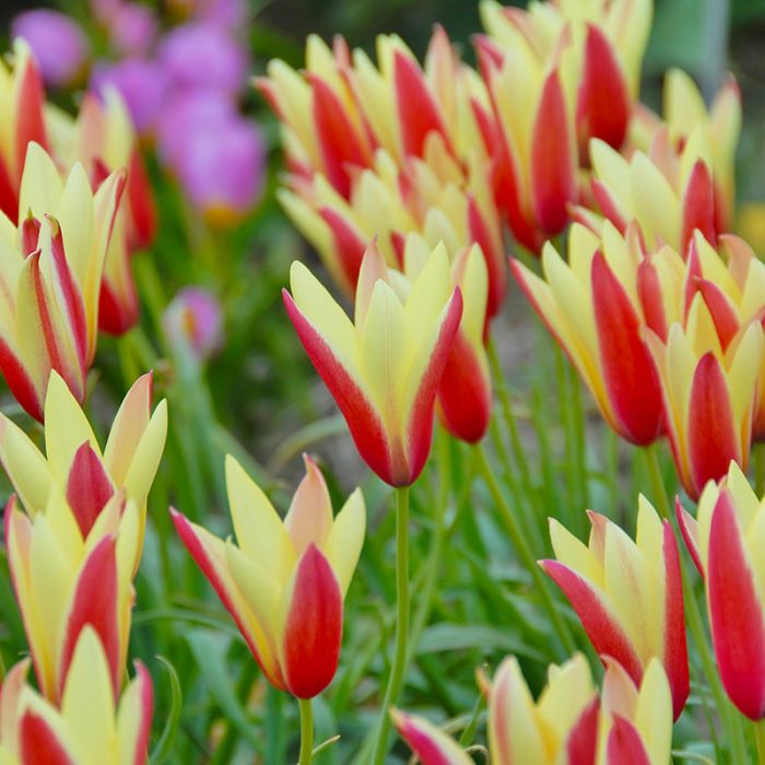 Tulipa - Gruppo 15 (specie) clusiana CYNTHIA