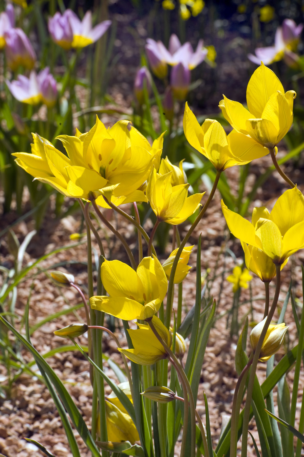 Tulipa - Gruppo 15 (specie) sylvestris