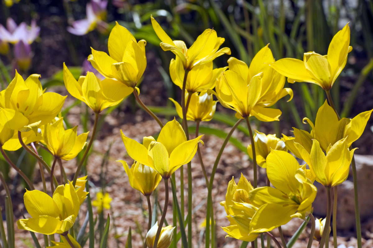 Tulipa - Gruppo 15 (specie) sylvestris