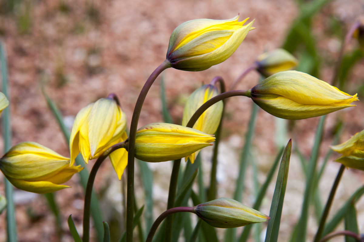 Tulipa - Gruppo 15 (specie) sylvestris