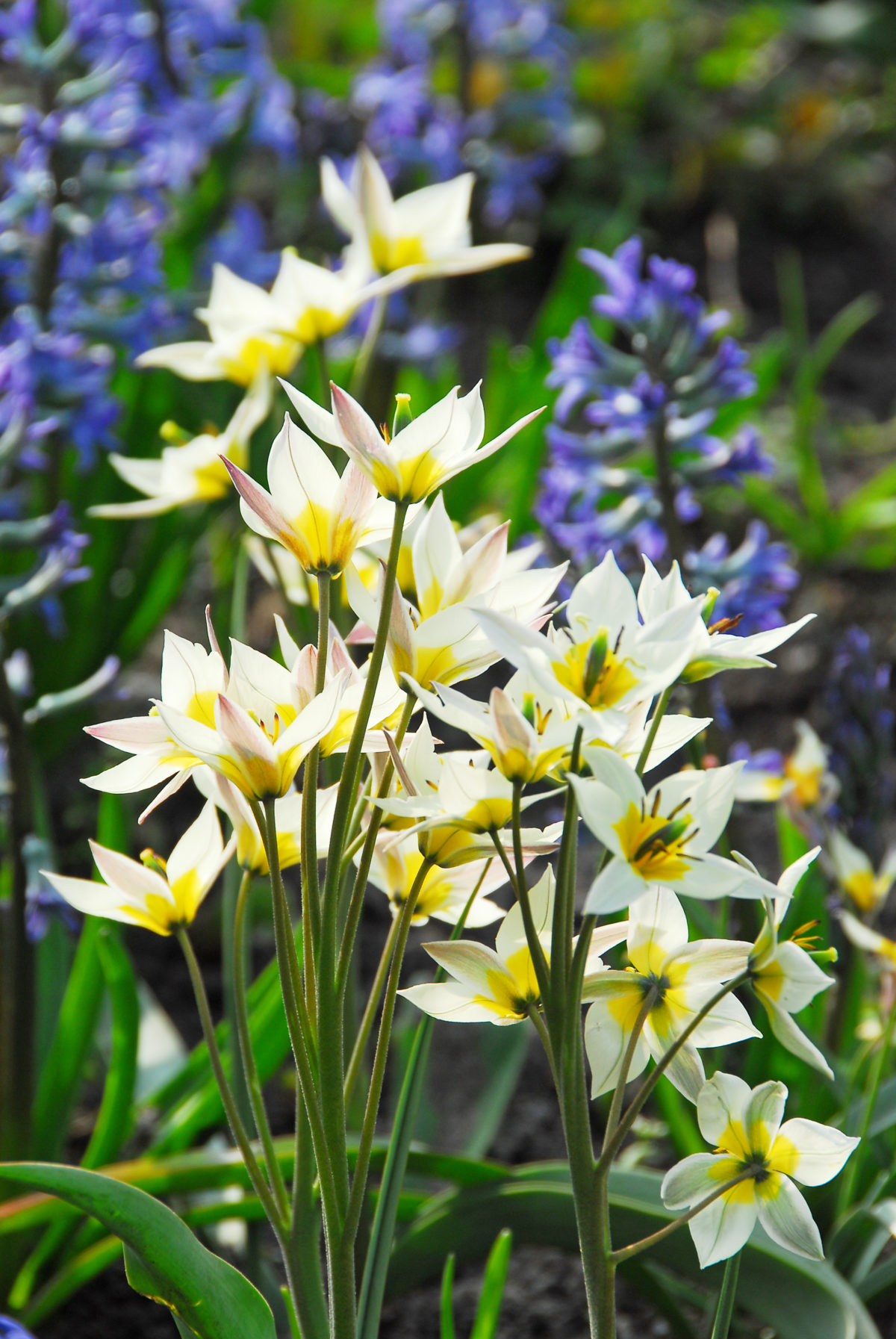 Tulipa - Gruppo 15 (specie) turkestanica