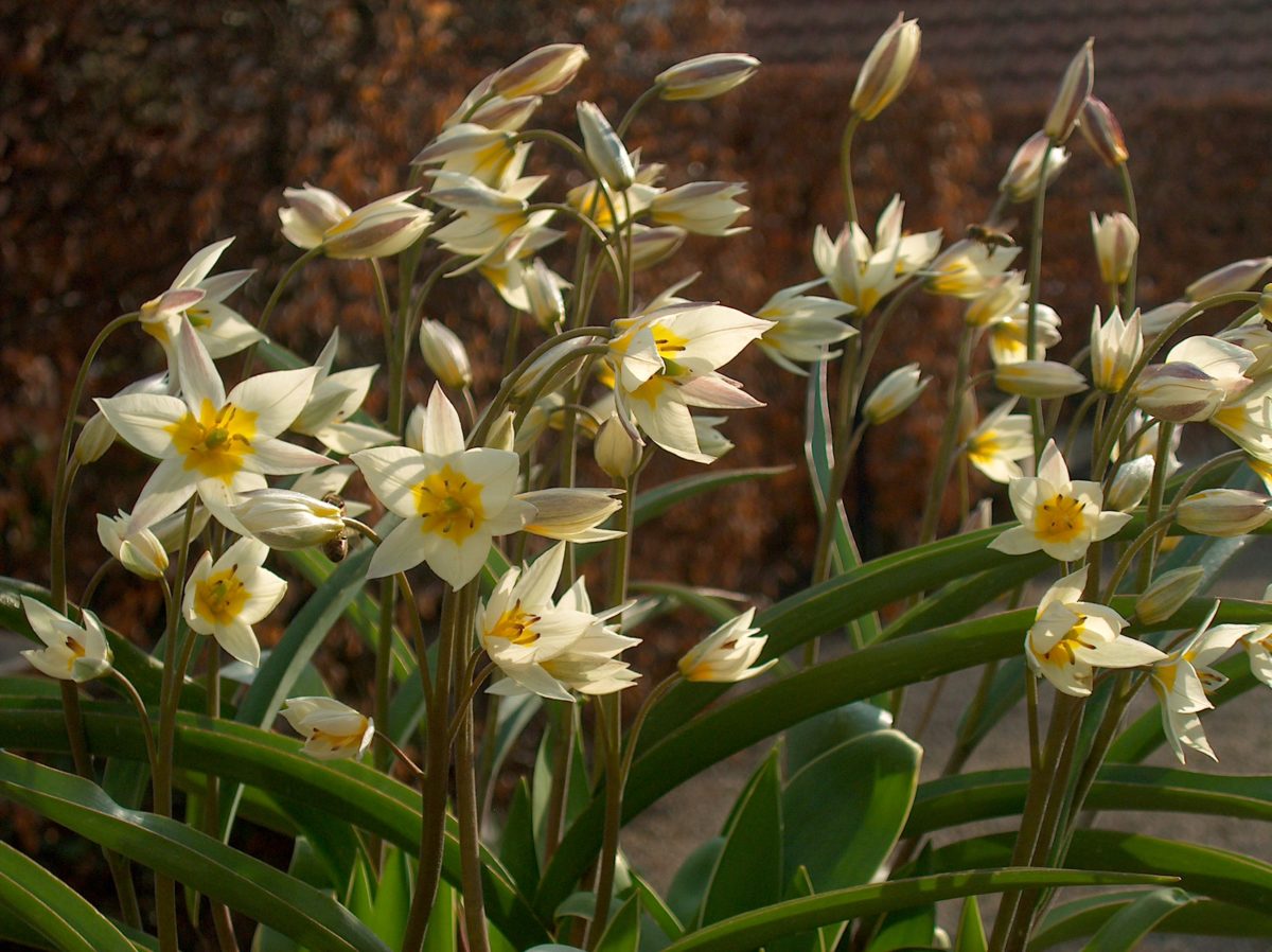 Tulipa - Gruppo 15 (specie) turkestanica