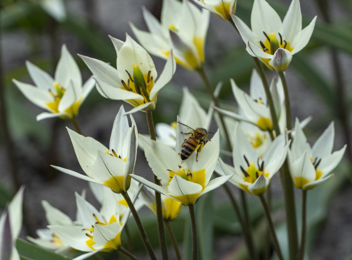 Tulipa - Gruppo 15 (specie) turkestanica