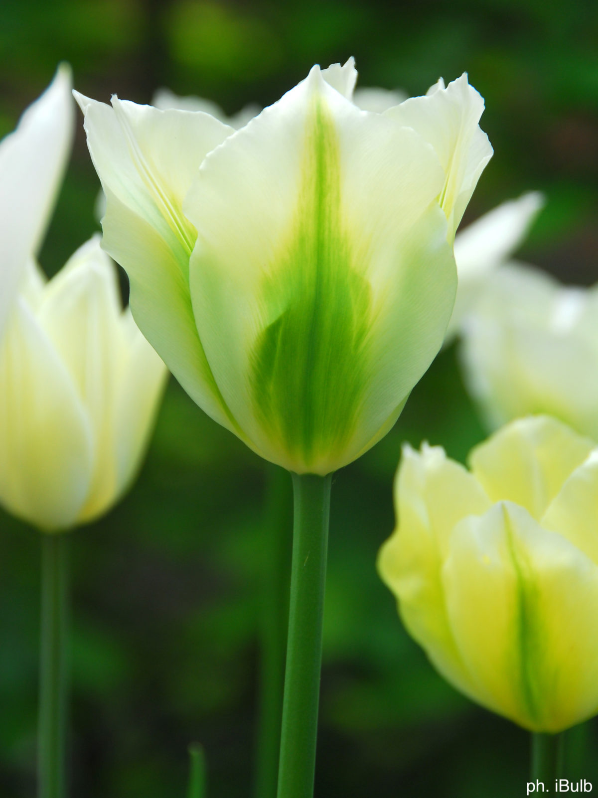 Tulipa - Gruppo 08 (viridiflora) SPRING GREEN