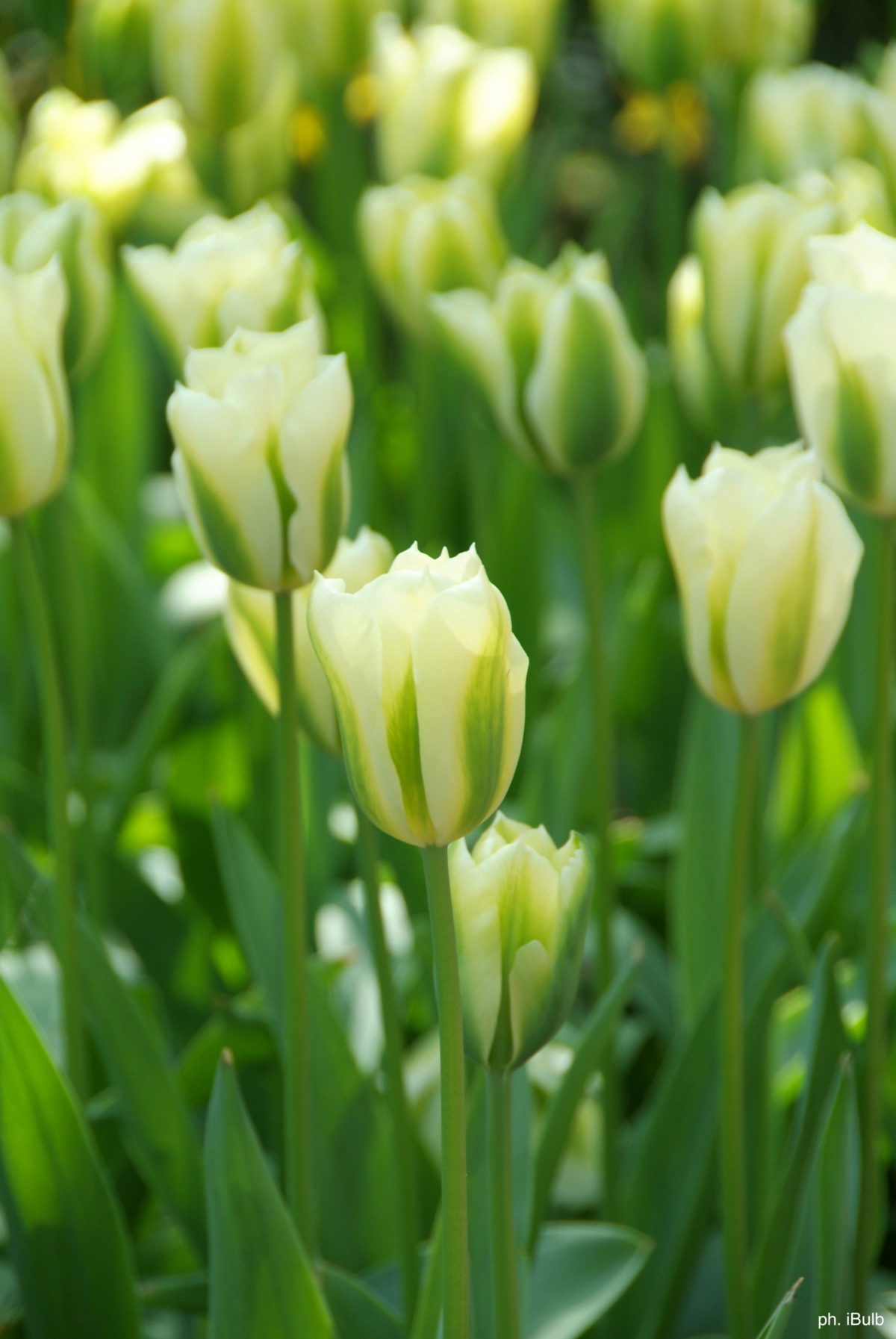 Tulipa - Gruppo 08 (viridiflora) SPRING GREEN