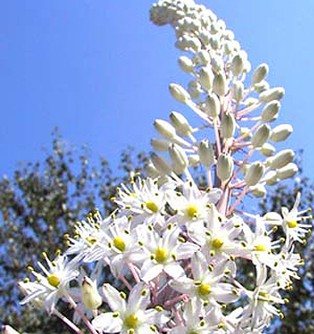 Urginea (Drimia) maritima