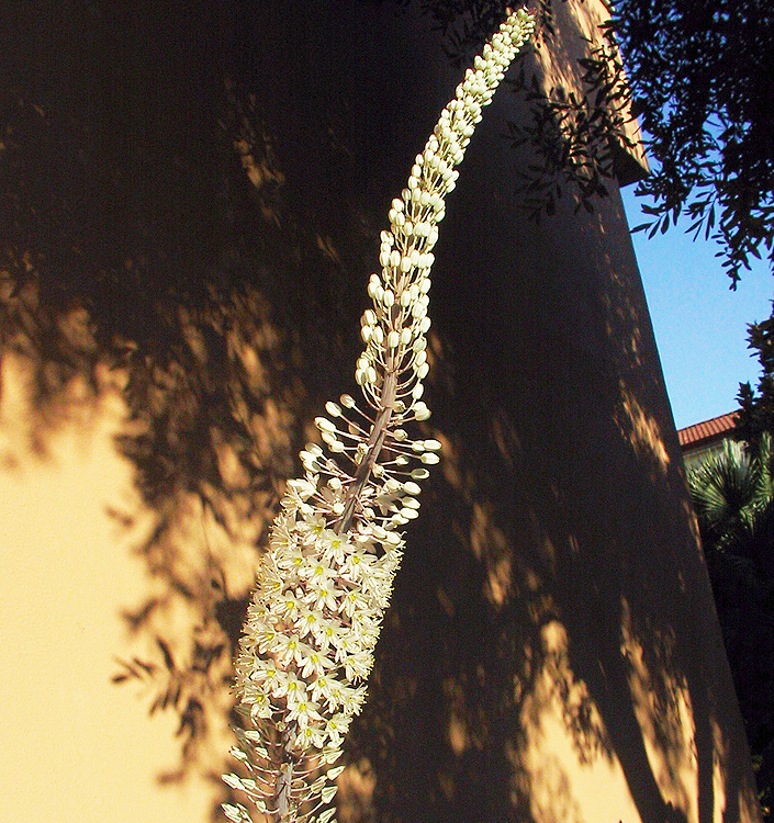 Urginea (Drimia) maritima
