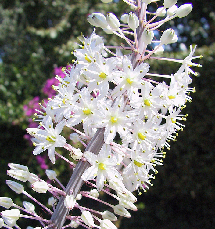 Urginea (Drimia) maritima