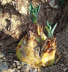 Urginea (Drimia) maritima