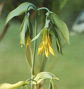 Uvularia grandiflora