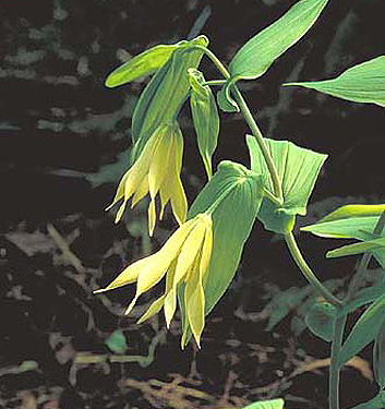 Uvularia grandiflora