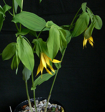 Uvularia grandiflora