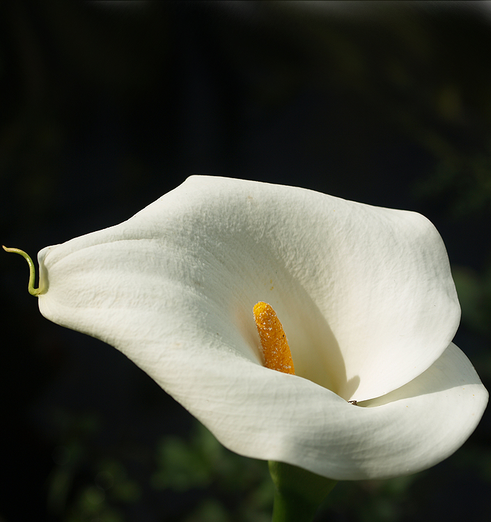 Zantedeschia aethiopica