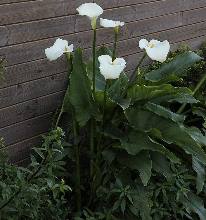 Zantedeschia aethiopica