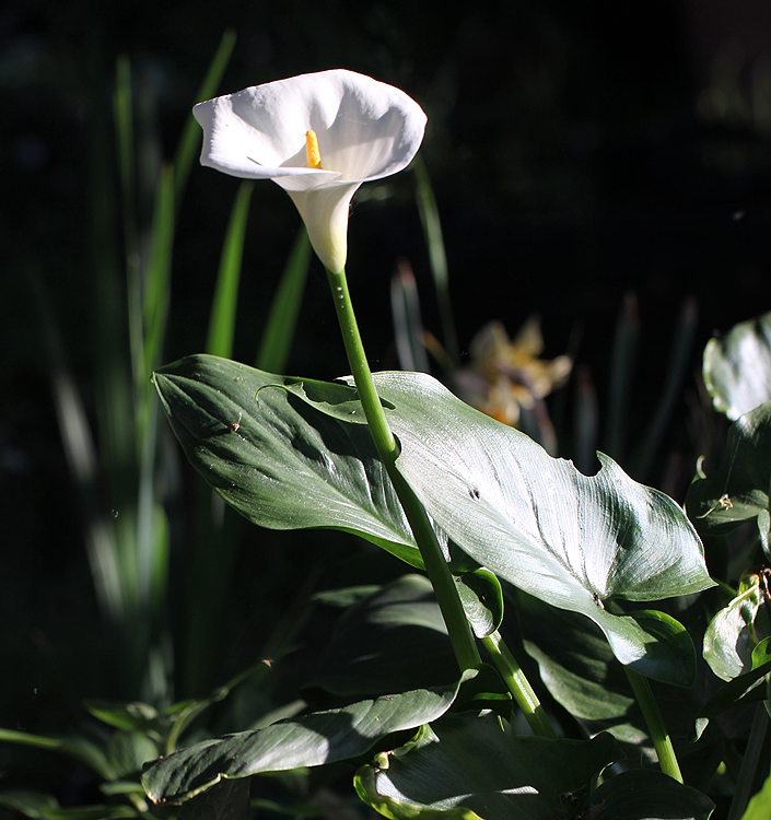 Zantedeschia aethiopica