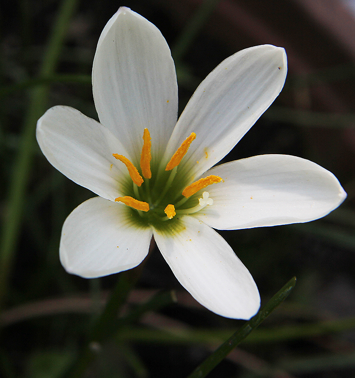Zephyranthes candida
