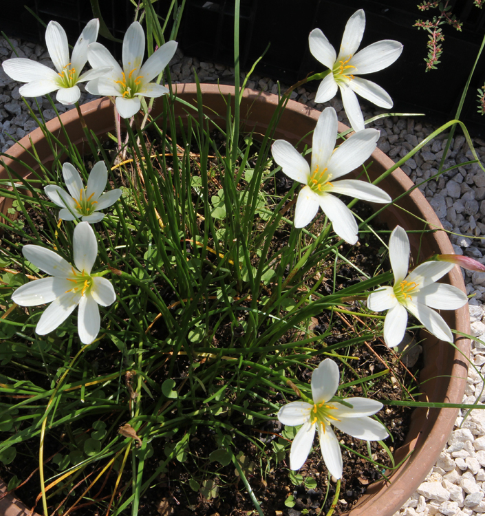 Zephyranthes candida
