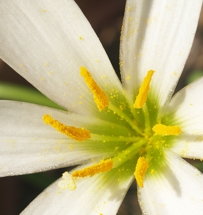 Zephyranthes candida