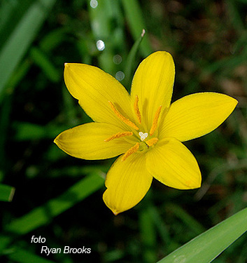 Zephyranthes citrina (sulphurea)