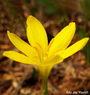 Zephyranthes citrina (sulphurea)