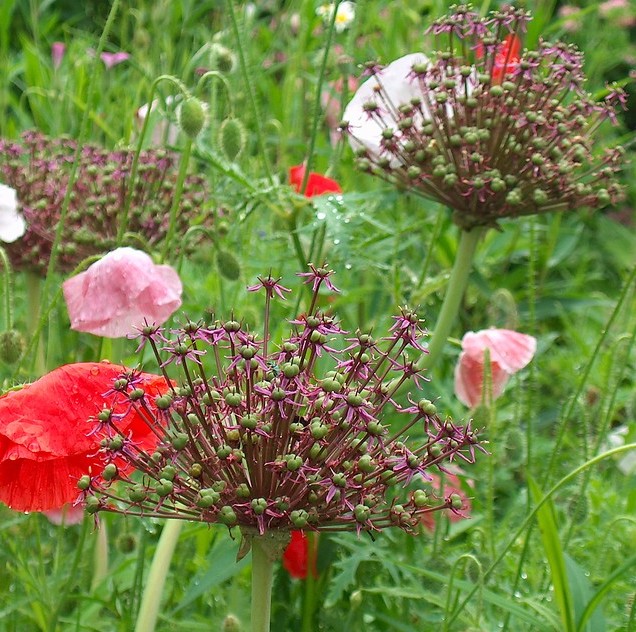 Allium atropurpureum