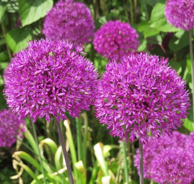 Allium aflatunense