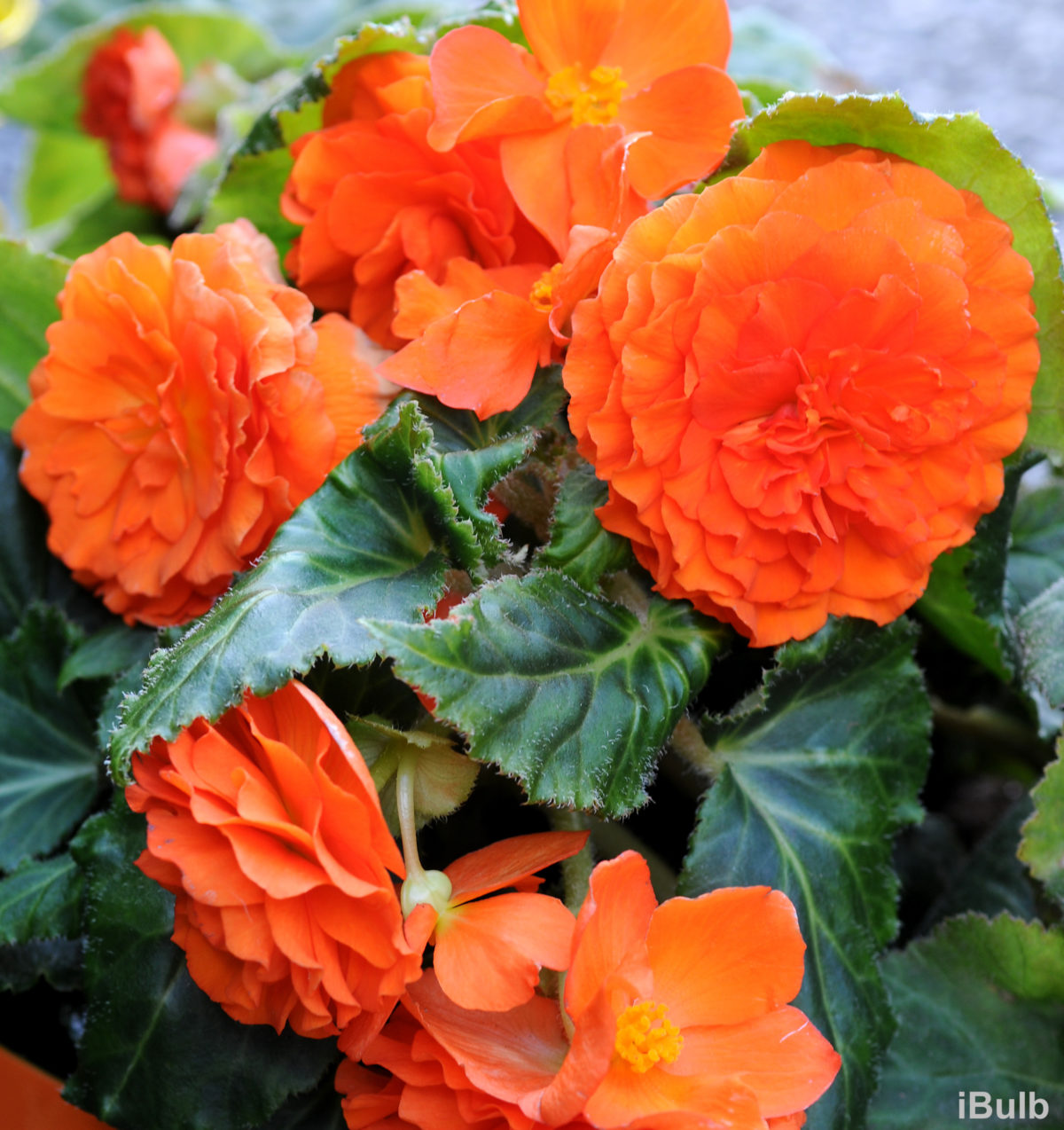 Begonia GRANDIFLORA DOUBLE ORANGE