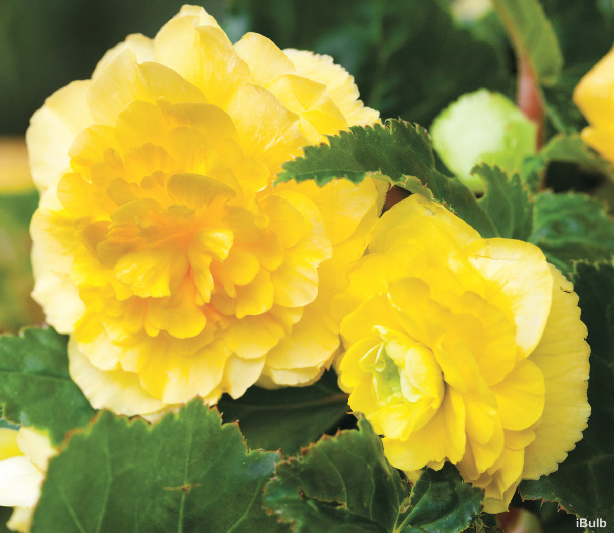 Begonia GRANDIFLORA DOUBLE YELLOW