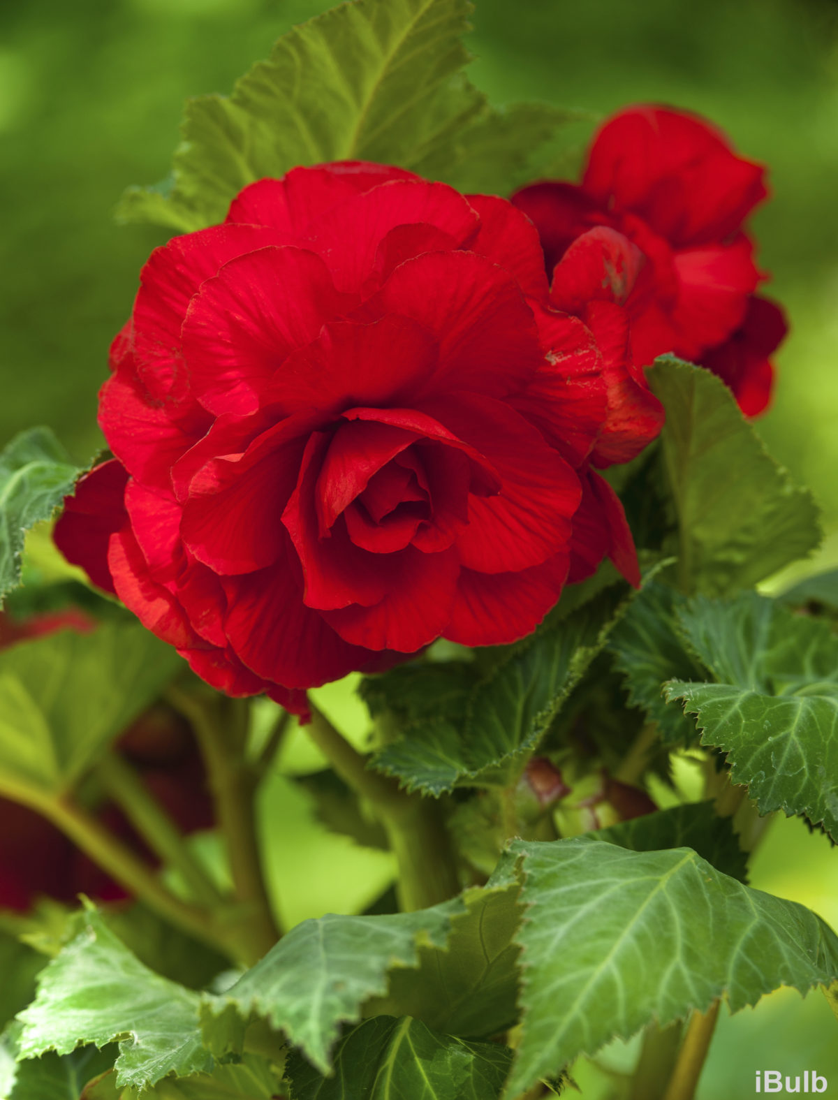 Begonia GRANDIFLORA DOUBLE RED