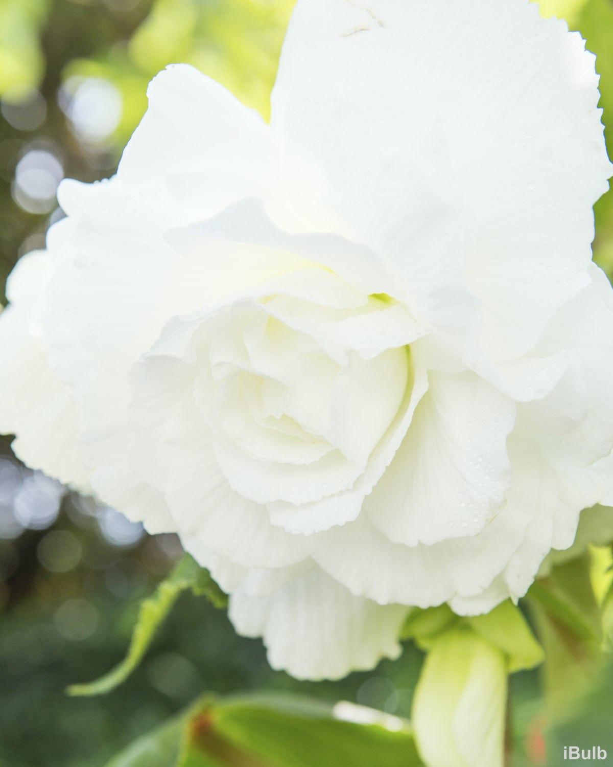 Begonia GRANDIFLORA DOUBLE WHITE