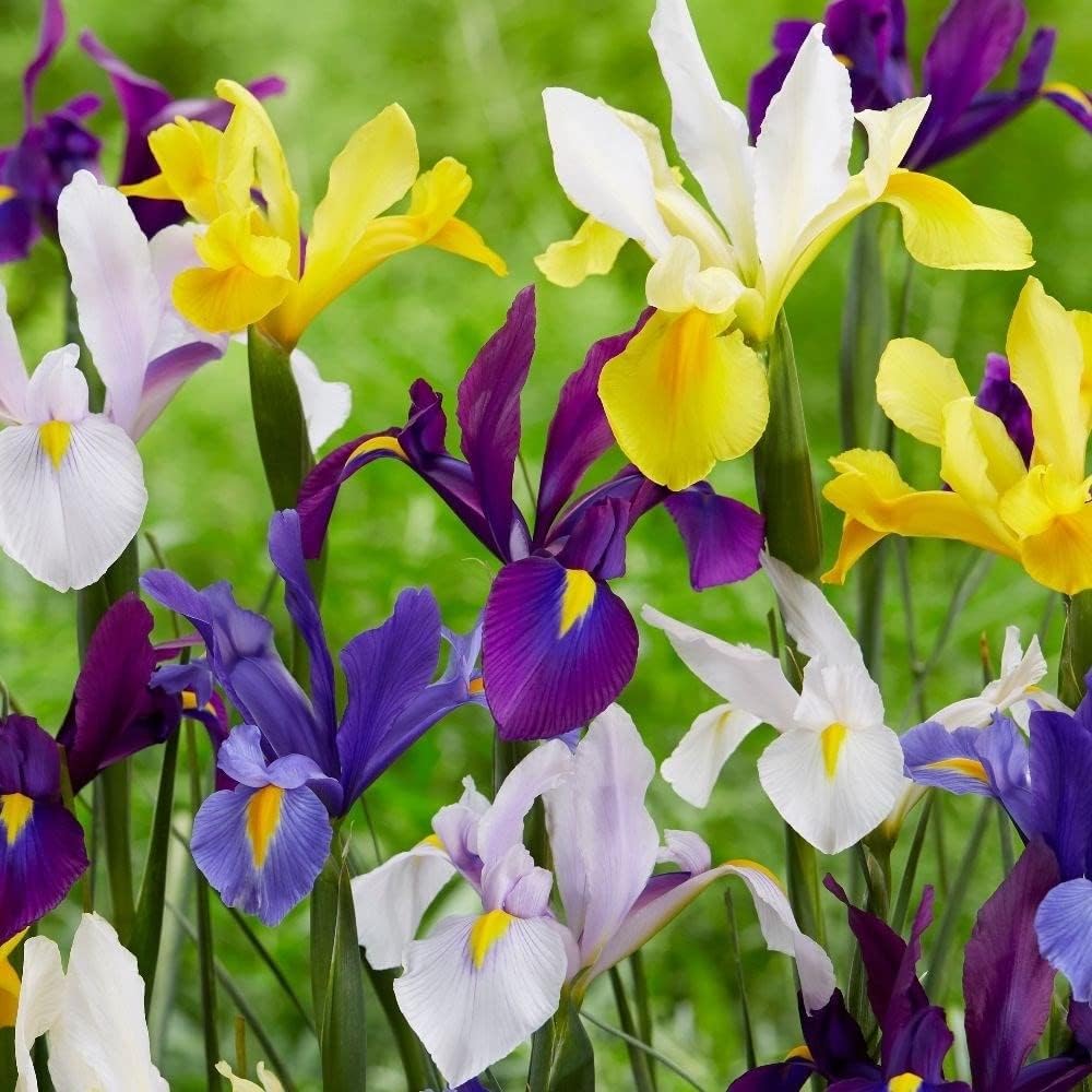 Iris hollandica STANDARD MIX