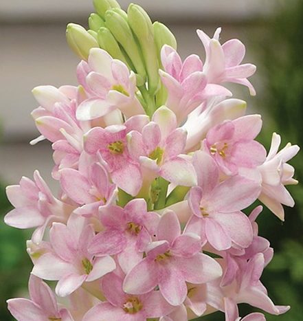 Polianthes tuberosa SENSATION
