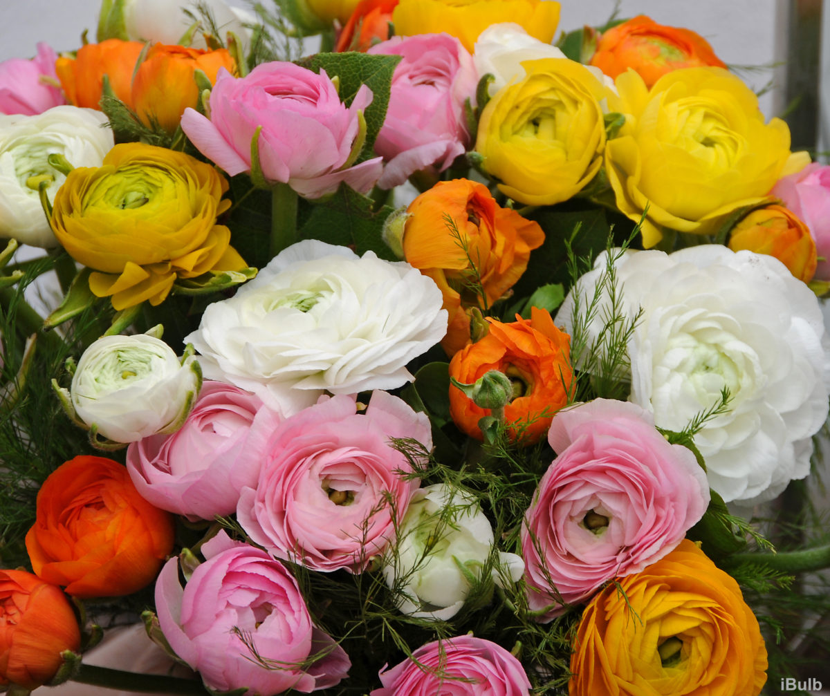 Ranunculus asiaticus a fior di peonia in miscuglio AVIV