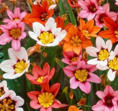 Sparaxis tricolor (in miscuglio)