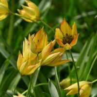 Tulipa - Gruppo 15 (specie) orphanidea flava