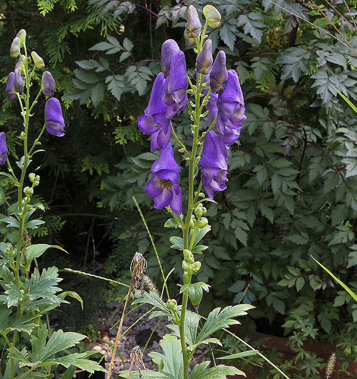 Aconitum carmichaelii 'Arendsii'